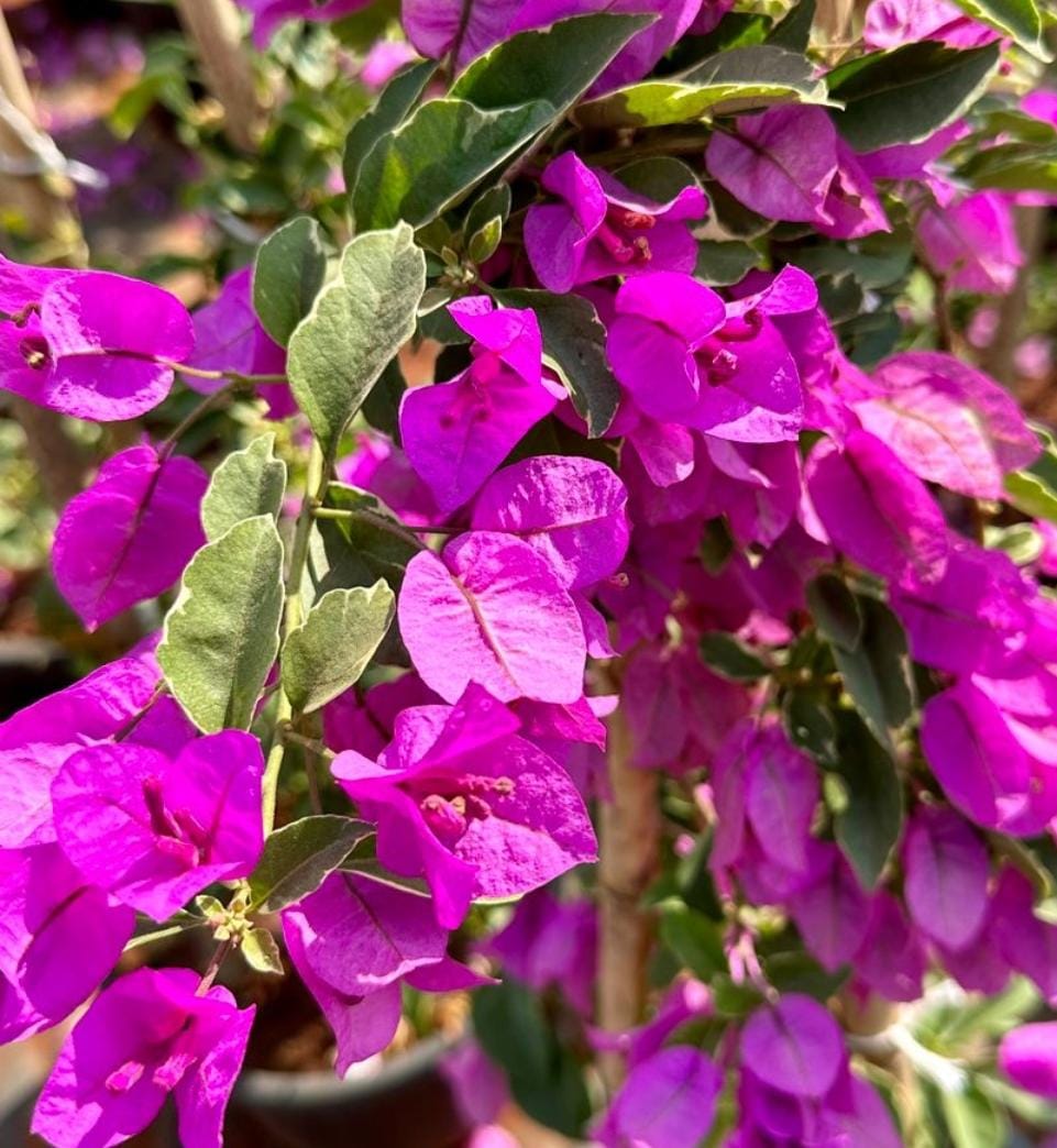 Bougainvillea Flower seeds for Planting Hardy Variety Heirloom & GMO Free Seeds for Home Garden