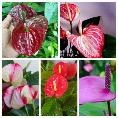 100 Pcs