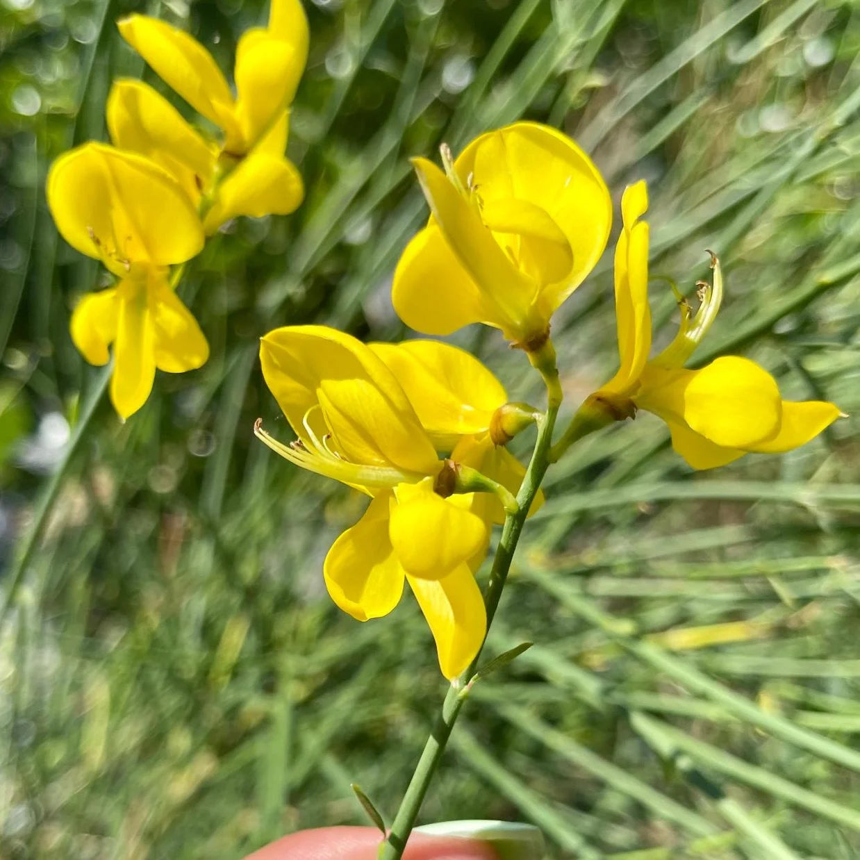 Heirloom Spartium Flower seeds for Planting Drought Tolerant Heirloom & GMO Free Seeds for Home Garden
