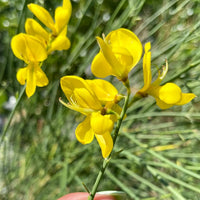 Heirloom Spartium Flower seeds for Planting Drought Tolerant Heirloom & GMO Free Seeds for Home Garden