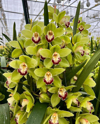 Green Cymbidium Flower seeds for Planting - Bright Blooms, Heirloom & GMO Free Seeds for Home Garden