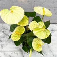 Light Yellow Anthurium Flower seeds for Planting - Sun Loving, Heirloom & GMO Free Seeds for Home Garden