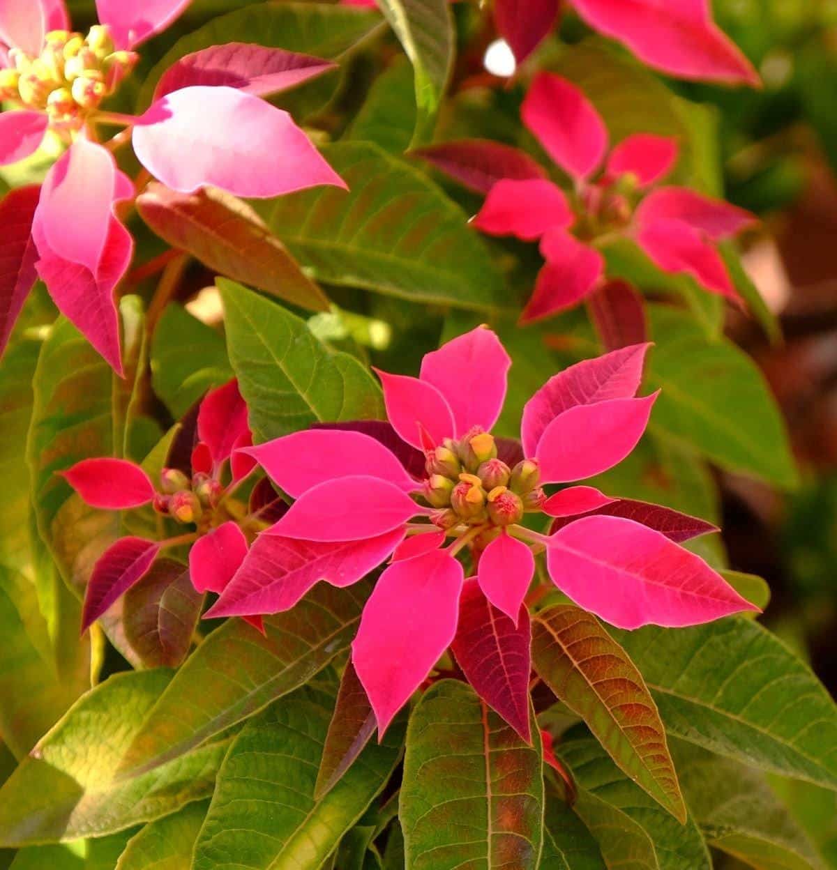 Euphorbia Pulcherrima Euphorbia pulcherrima Flower Seeds for Planting for Flower Bed