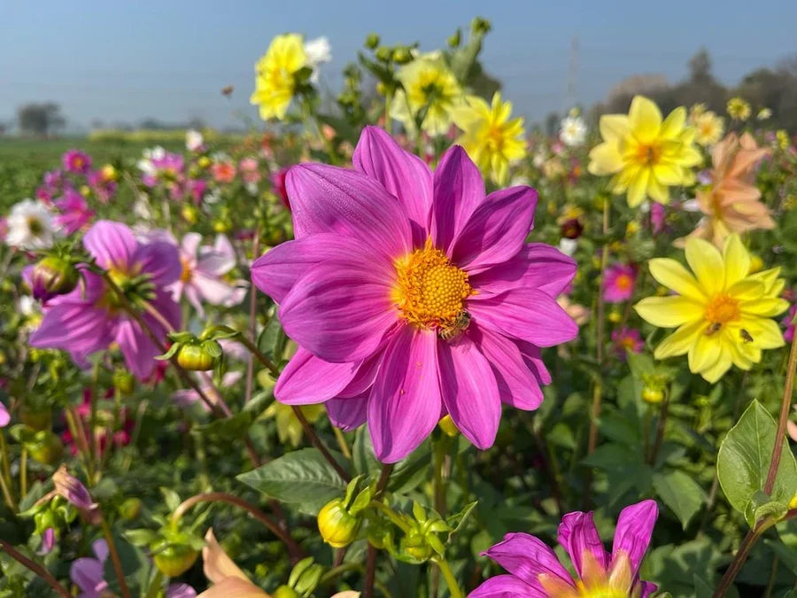 Colorful Dwarf Dahlia flowers blooming in a sunny garden bed.
