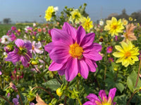 Colorful Dwarf Dahlia flowers blooming in a sunny garden bed.
