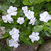 Fragrant Vinca Flower seeds for Planting Low Maintenance Heirloom & GMO Free Seeds for Home Garden
