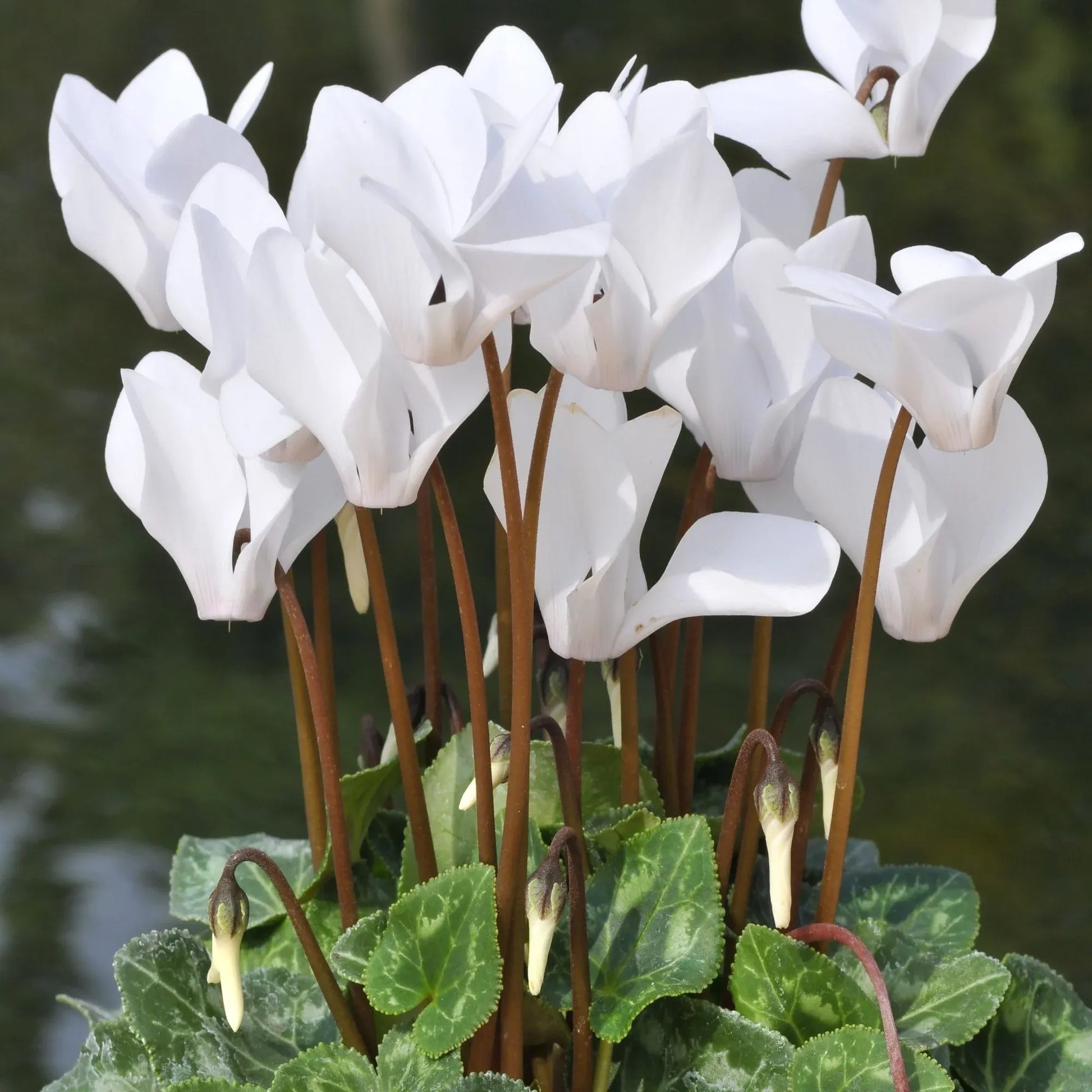 Green White Cyclamen Flower seeds for Planting - Low Maintenance, Heirloom & GMO Free Seeds for Home Garden