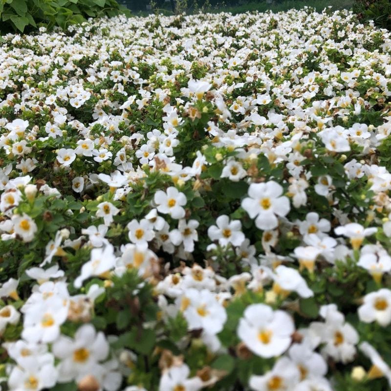 Ornamental White Bacopa trailing plant