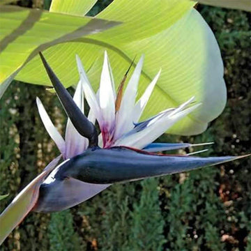 White Bird of Paradise flower seeds for planting