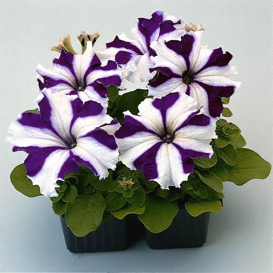 White Blue Star Petunia flowers blooming in garden