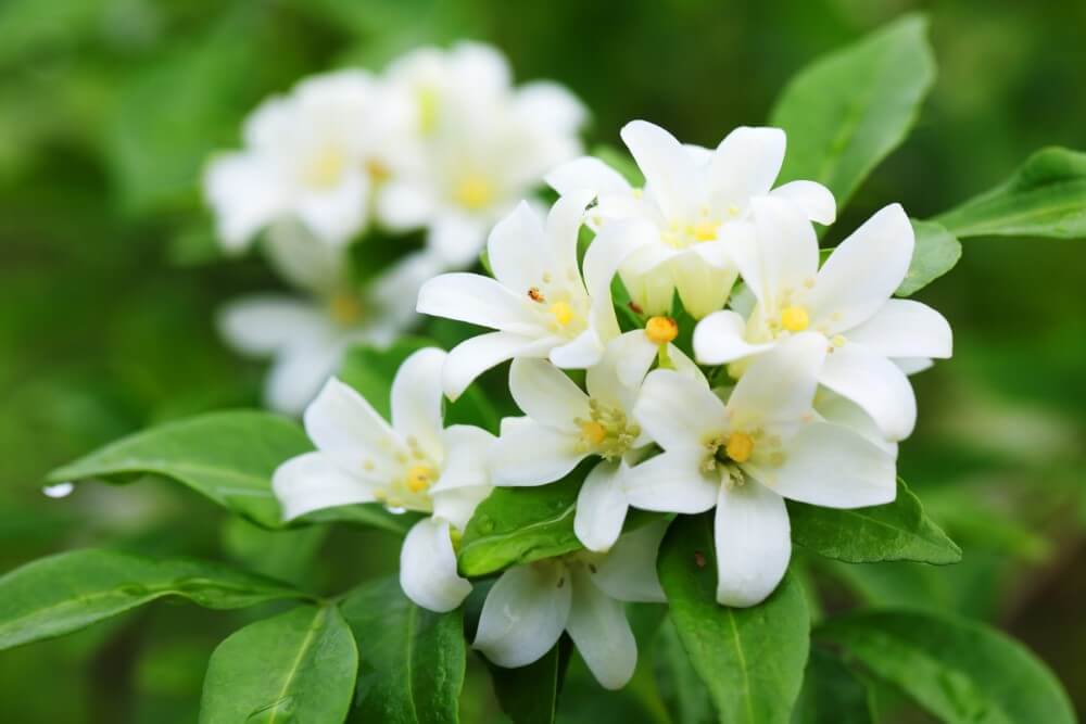 White German fragrant flowers used in bouquets