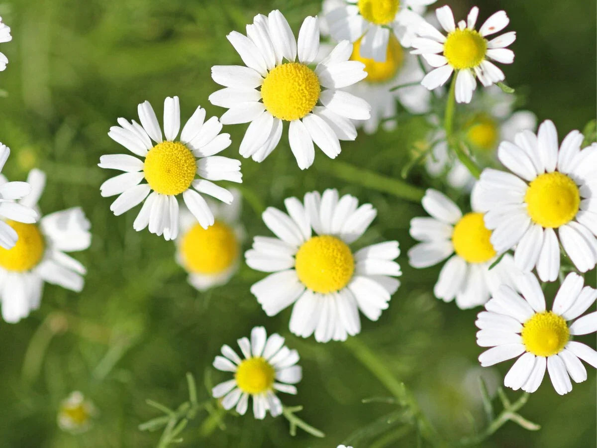 High germination White German fragrant seeds