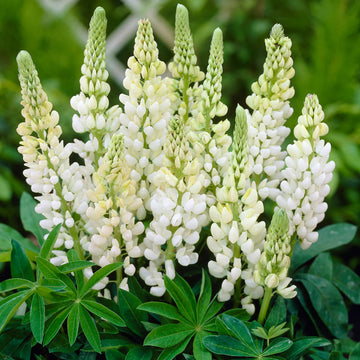 White Lupine seeds for planting