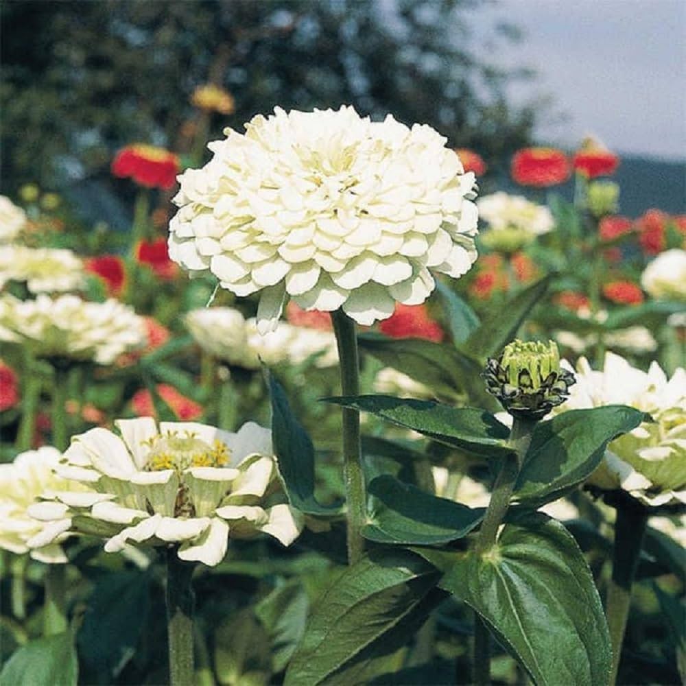 Ornamental White Oklahoma flowering plant