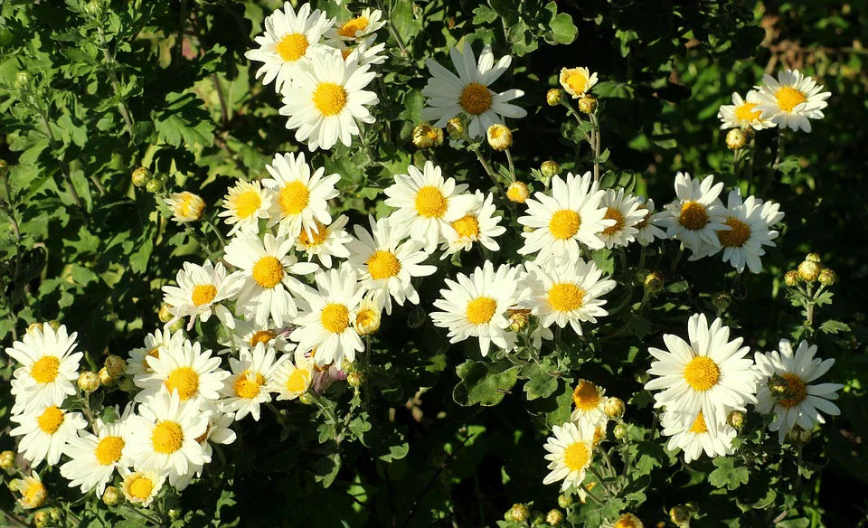 White Paludosum used as border plant