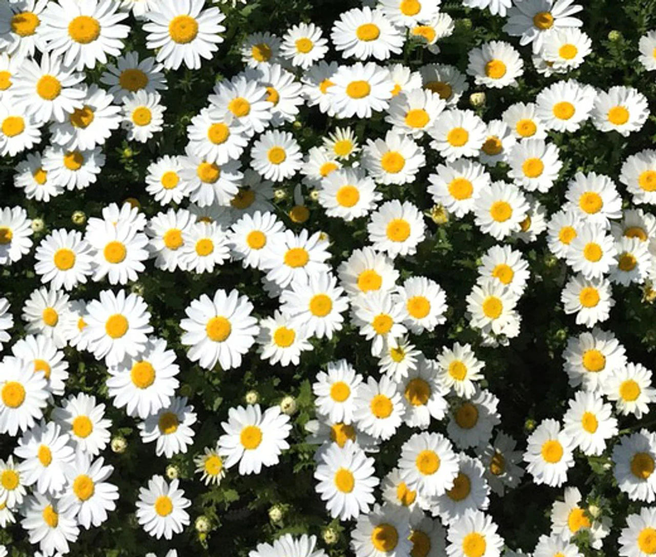 High germination White Paludosum seeds