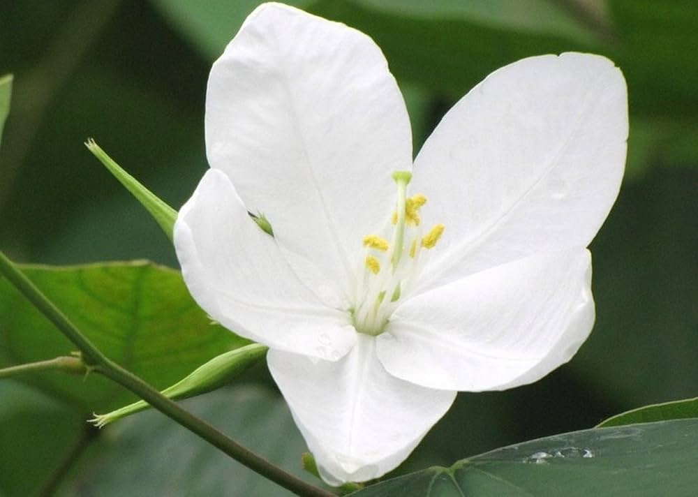 Ornamental White Racemosa seeds for gardens