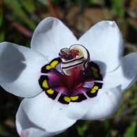 Ornamental Sparaxis Tricolor plant with white blooms