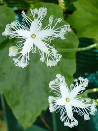 Non GMO White Trichosanthes Cucumerina seeds