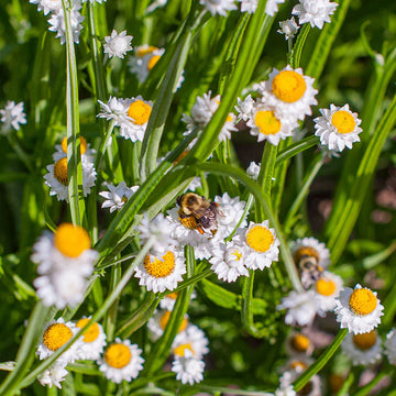 White Winged flower seeds for planting