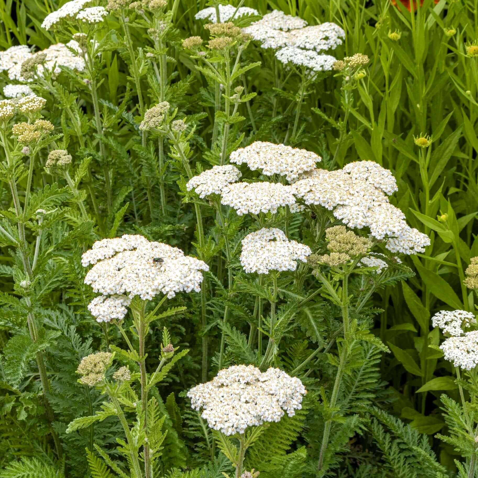 White Yarrow Flower seeds for Planting - Hardy Variety, Heirloom & GMO Free Seeds for Home Garden