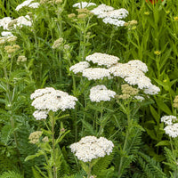 White Achillea Flower seeds for Planting Compact Growth Heirloom & GMO Free Seeds for Home Garden 
 
 Sale