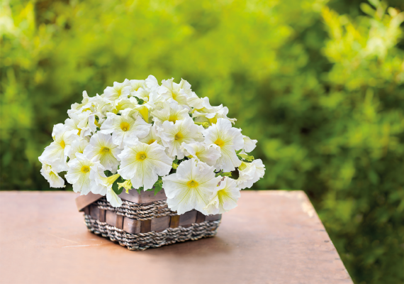 Ornamental White Yellow Petunia seeds for gardens