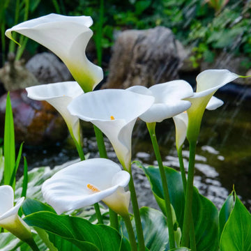 White Calla Lily Flower seeds for Planting - Colorful Display, Heirloom & GMO Free Seeds for Home Garden