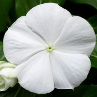 White Cora Cascade Seeds for Planting