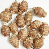White Mammoth Sunchoke plants with bright yellow flowers growing in a sunny garden.