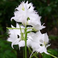 Egret Orchid Seeds for Planting  Create a Stunning Garden Display