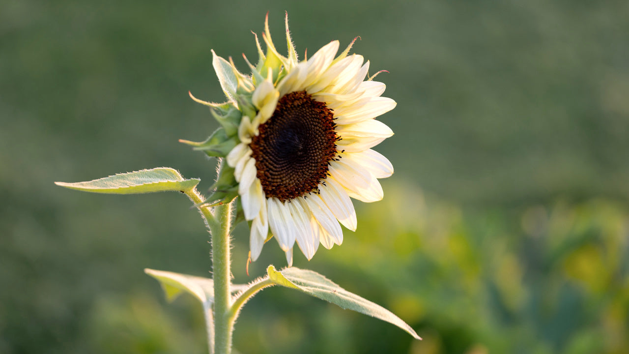 Sunflower Buttercream Flower seeds for Planting Bright Blooms Heirloom & GMO Free Seeds for Home Garden