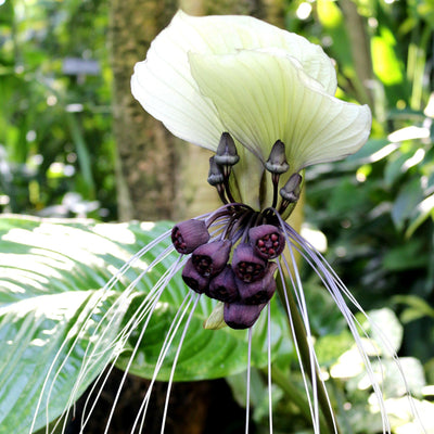100 Pcs