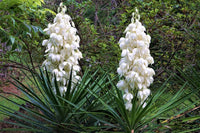 White Yucca Filamentosa Flower seeds for Planting Colorful Display Heirloom & GMO Free Seeds for Home Garden 
 
 Sale