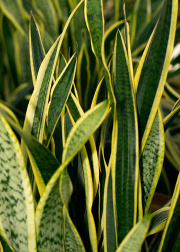 Yellow Green Sansevieria for Planting Garden Favorite Heirloom & GMO Free Seeds for Home Garden
 
 Sale