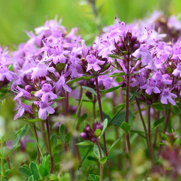 Thymus Serpyllum Flower seeds for Planting Bright Blooms Heirloom & GMO Free Seeds for Home Garden