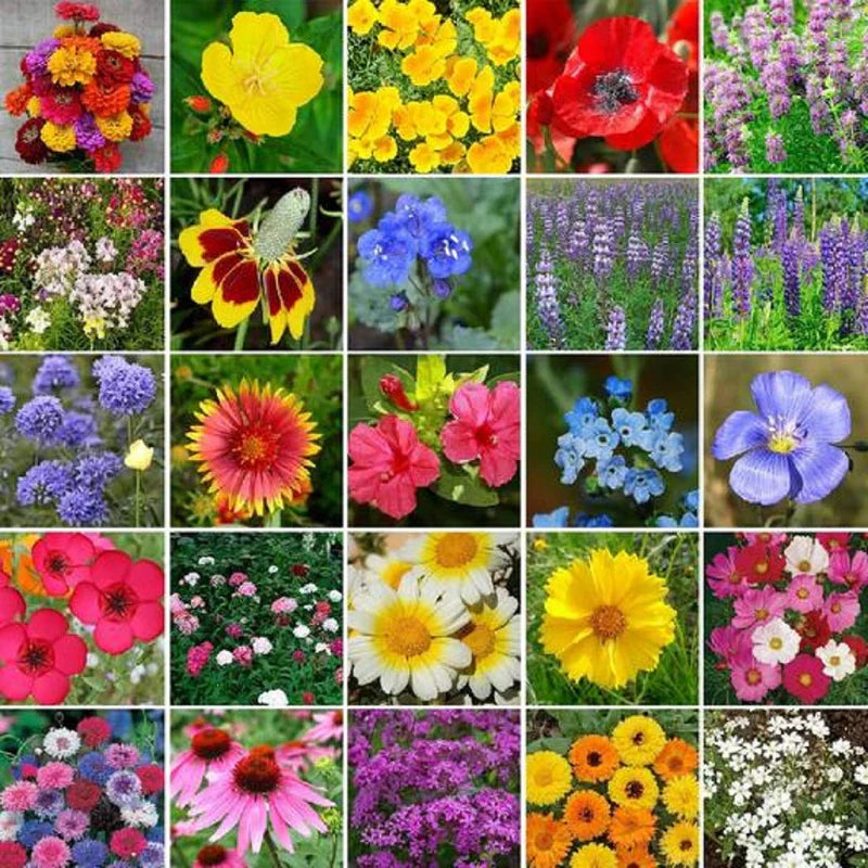 Chain Flower seeds for Planting, Wildflower Mix Heirloom & GMO Free Seeds for Home Garden