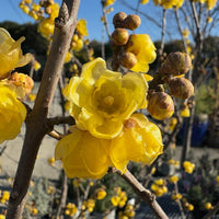 Wintersweet Fragrant Flower seeds for Planting Pollinator Friendly Heirloom & GMO Free Seeds for Home Garden