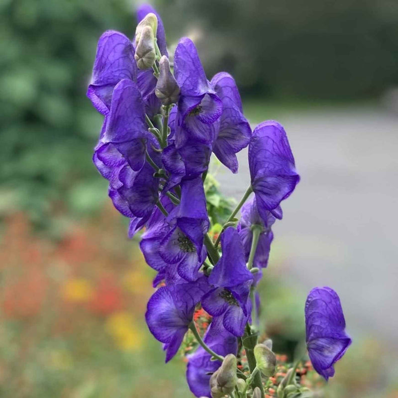 Wolfsbane Flower seeds for Planting Shade Tolerant Heirloom & GMO Free Seeds for Home Garden