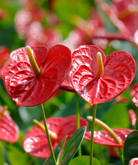 Deep Red Anthurium Flower seeds for Planting Vibrant Colors Heirloom & GMO Free Seeds for Home Garden