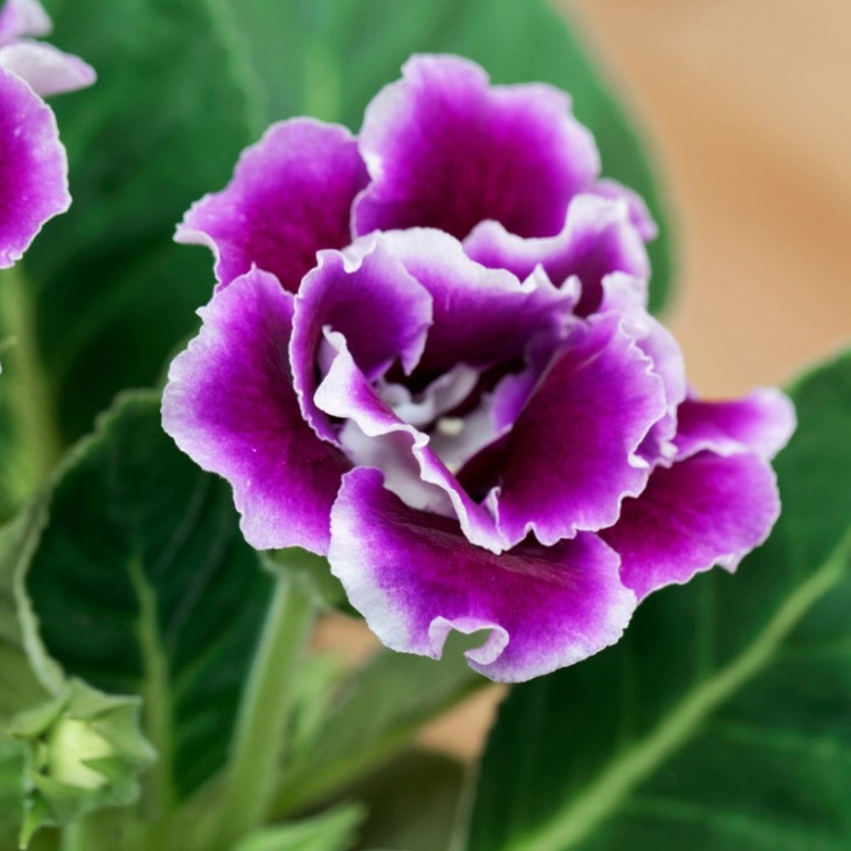 Pink Purple Gloxinia Flower seeds for Planting - Compact Growth, Heirloom & GMO Free Seeds for Home Garden
