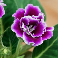 Pink Purple Gloxinia Flower seeds for Planting - Compact Growth, Heirloom & GMO Free Seeds for Home Garden