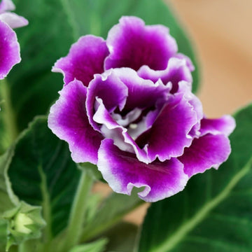 Violet White Gloxinia Flower seeds for Planting - Cottage Garden Essential, Heirloom & GMO Free Seeds for Home Garden