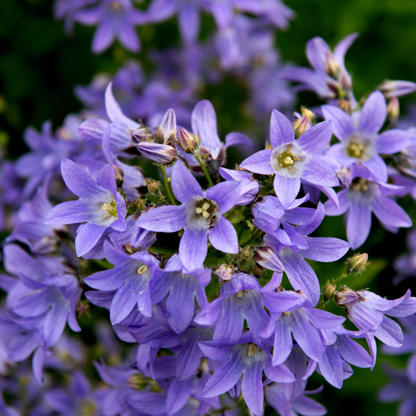 Blue Campanula Fairy Bellflower growing in a rock garden border.
