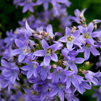 Blue Campanula Fairy Bellflower growing in a rock garden border.
