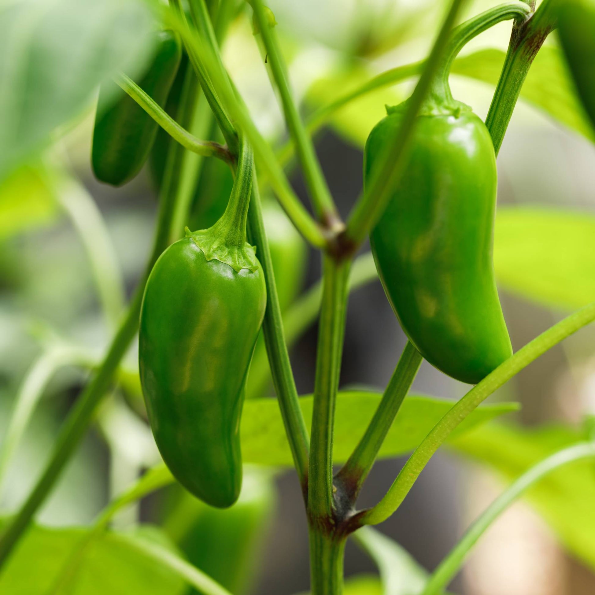 Jalapeño Hot Pepper Seeds for Planting – Heirloom Non-GMO Capsicum annuum Vegetable Seeds for Home Gardens & Containers