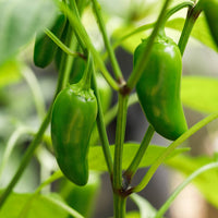 Jalapeño Hot Pepper Seeds for Planting – Heirloom Non-GMO Capsicum annuum Vegetable Seeds for Home Gardens & Containers