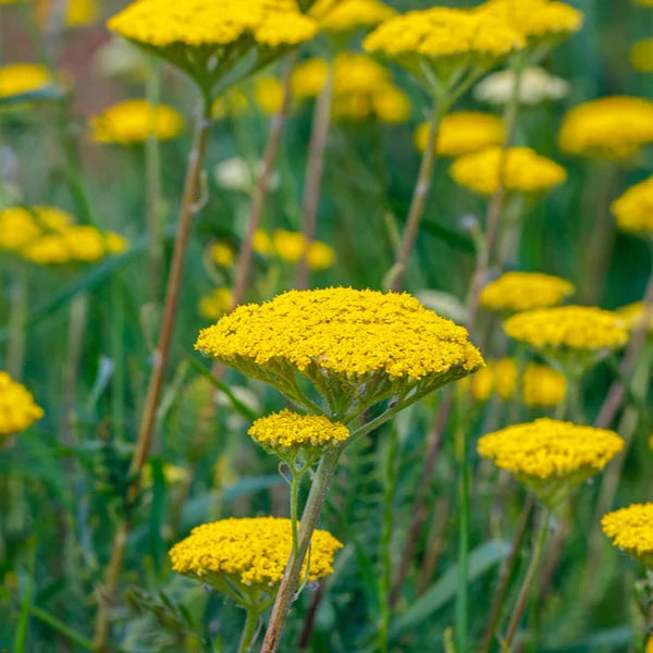 Yellow Achillea Flower seeds for Planting - Fragrant Blossoms, Heirloom & GMO Free Seeds for Home Garden