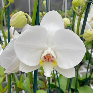 Gray Phalaenopsis Orchid Flower Seeds for Garden Seasonal Bloomer Heirloom & GMO Free Seeds for Home Garden
 
 Sale