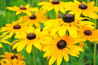 Yellow Rudbeckia Triloba Flower seeds for Planting - Long Bloom Season, Heirloom & GMO Free Seeds for Home Garden